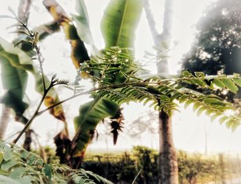 Close-up of fresh green plants against sky