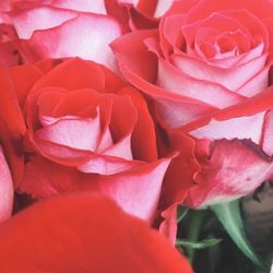 Close-up of red flower