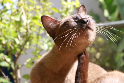 Close-up of cat scratching against plants