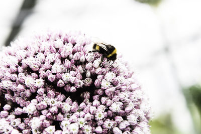 Close-up of bee pollinating on pink flower