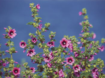 Close-up of pink flowers blooming against clear sky