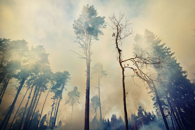 Low angle view of smoke amidst trees at forest