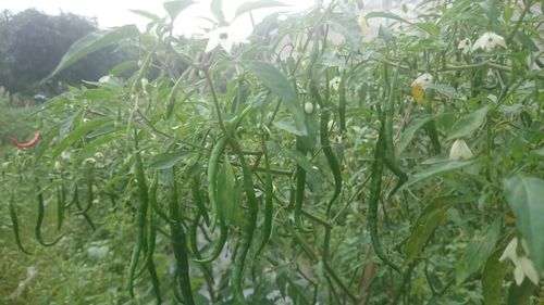 Close-up of fresh green plants in field