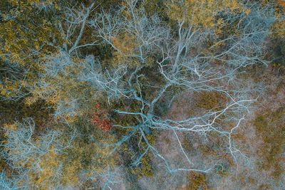 Full frame shot of dry leaf on land