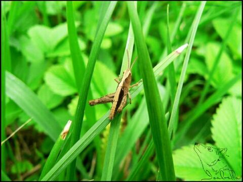 one animal, animal themes, animals in the wild, wildlife, insect, transfer print, green color, grass, close-up, auto post production filter, plant, nature, leaf, focus on foreground, selective focus, blade of grass, growth, green, day, outdoors