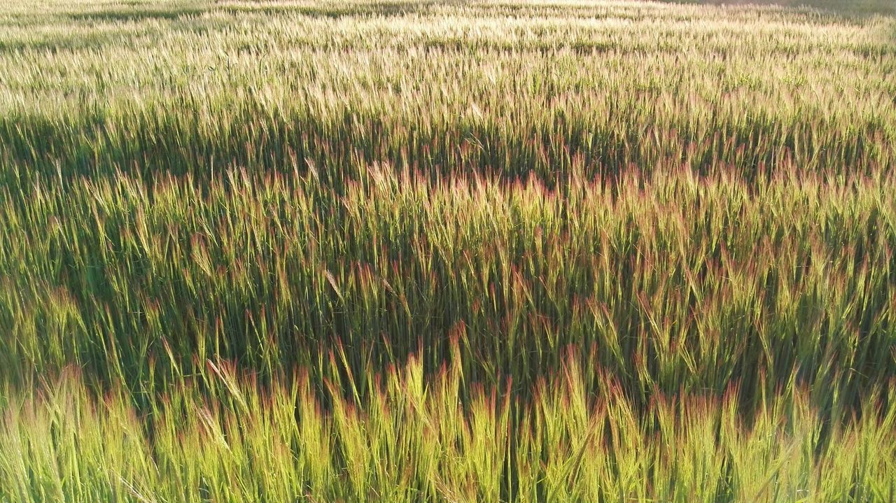 Revenga de Campos, Palencia