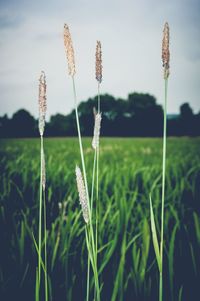 Close-up of flowers growing in field