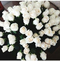 Close-up of white flowers