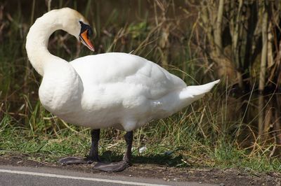 Close-up of swan