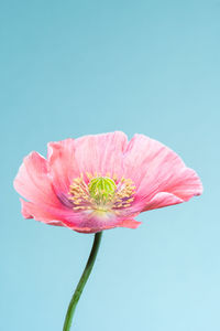 Close-up of pink flower against blue background