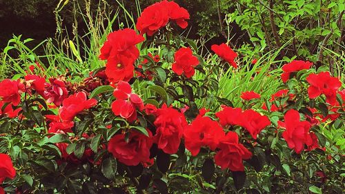 Close-up of red flowers