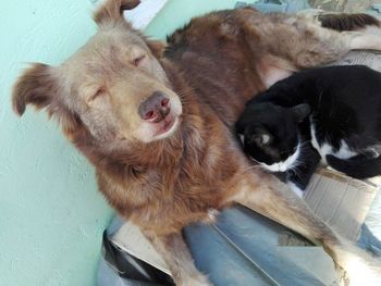 Close-up of a dog cuddling a cat