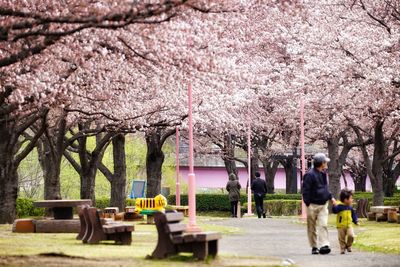 View of cherry blossoms in spring