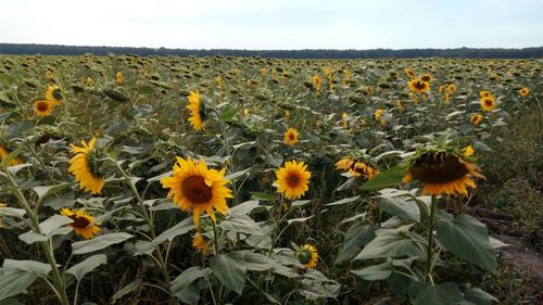 Sunflowers blooming on field against sky