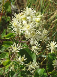 Close-up of flower blooming in park