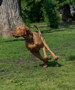 Vizsla running on grassy field