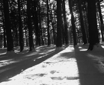 Trees in forest