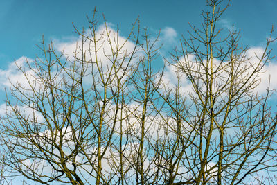 Low angle view of bare tree against blue sky