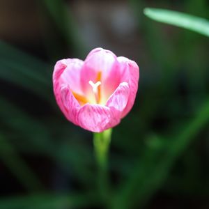 Close-up of pink flower