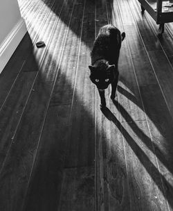 Black cat walking on hardwood floor, casting a long shadow.