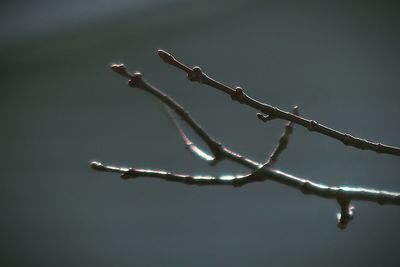 Budding branches
