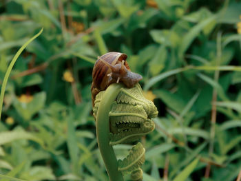 Close-up of snail on plant