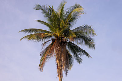 Low angle view of palm tree against sky