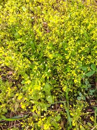 Full frame shot of plants growing on land