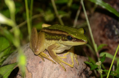 Close-up of lizard on plant