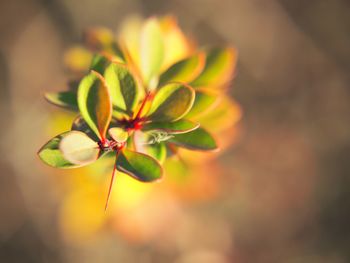 Close-up of flower against blurred background