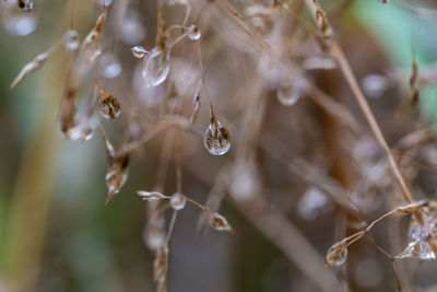 Close-up of plant