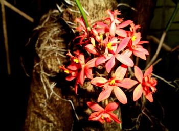 Close-up of flowers