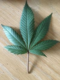 High angle view of marijuana on wooden table