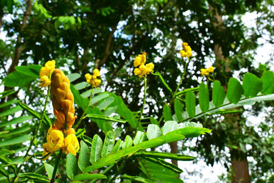 Low angle view of yellow flowering plants