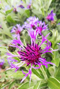 Close-up of purple flowers blooming outdoors