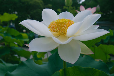 Close-up of white flower