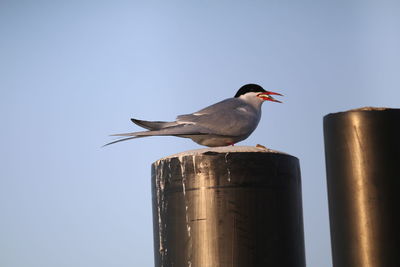 Low angle view of bird perching against clear sky