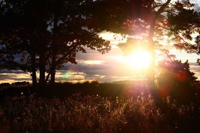 Sun shining through trees