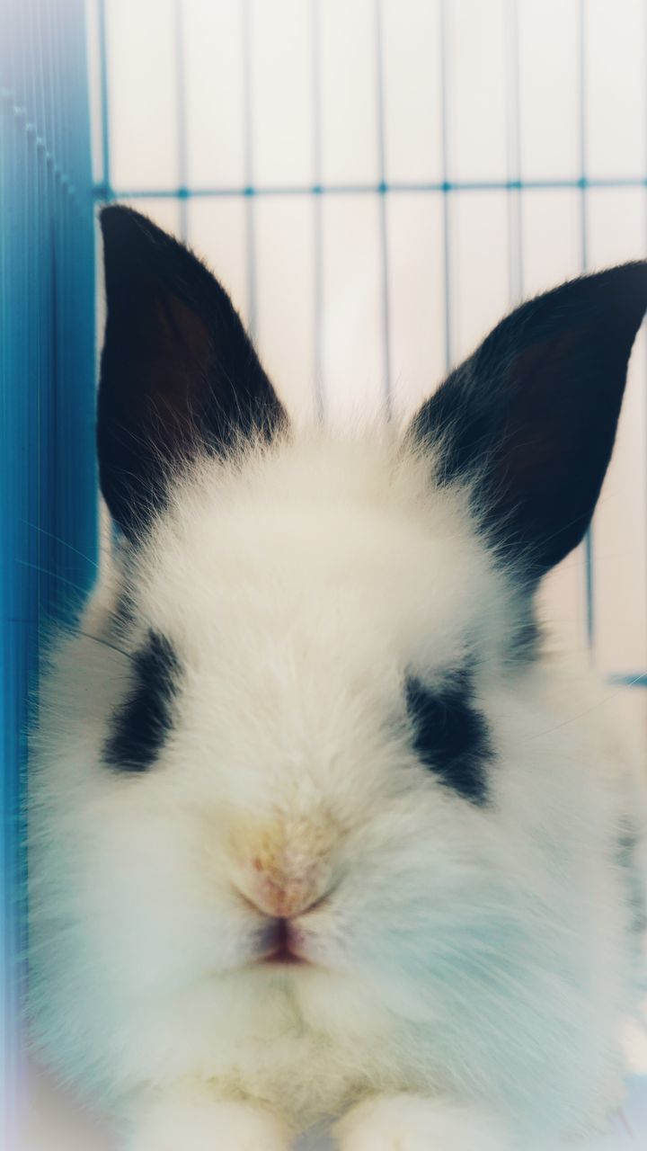 mammal, domestic, animal themes, pets, animal, one animal, domestic animals, vertebrate, cat, feline, close-up, domestic cat, rabbit - animal, indoors, animal body part, no people, rabbit, relaxation, white color, whisker, animal head