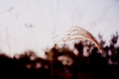 Close-up of leaf against sky