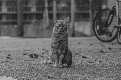 Cat sitting in a field