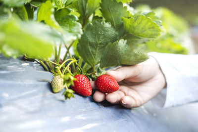 View of hand holding strawberries