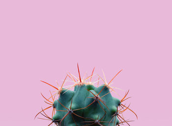 Close-up of cactus plant against pink background