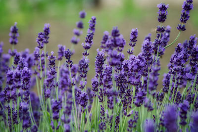 Close-up of purple flowering plants on field