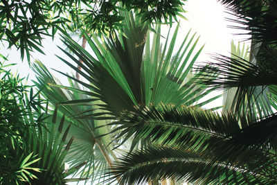 Low angle view of palm tree