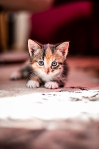 Portrait of cat kitten outdoors