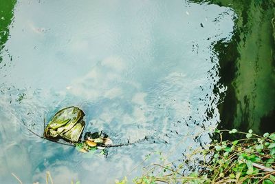 High angle view of puddle floating on water