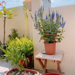Potted plants on table against wall