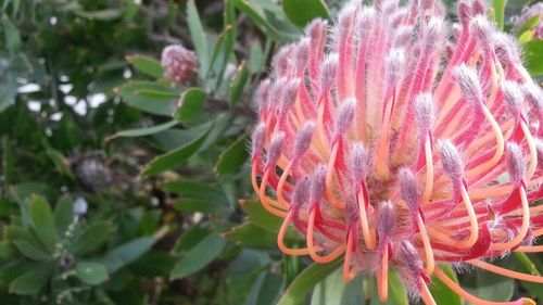 Close-up of pink flowers