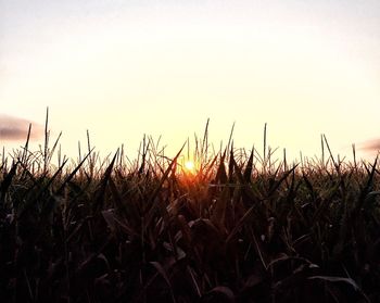 Plants growing on field at sunset